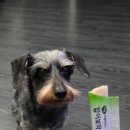 밥하루 | 강아지 간식 추천 하림펫푸드 밥이보약 하루양갱 관절 간단 후기