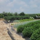 거목농장 이미지