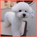 그린펫그루밍 이미지