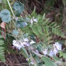 본마을 버스정류장 삼거리 이미지