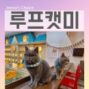 힐링 | 홍대 고양이 카페 루프캣미 아이와 홍대 데이트 완전 힐링 후기