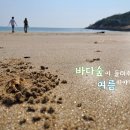 [23.6.24] 제 3차 군산우리숲탐험대 : 비응항 마파지길~ 갯벌 이미지