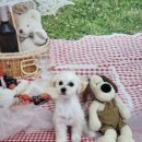 멍멍나래 장현점 이미지