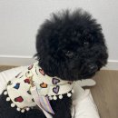 핏더독 네이버블로그