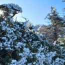 예술로2L | 가을 한라산 왕초보 등린이의 등반기, 백록담 보고온 후기 2편, 관음사코스 ⇔ 성판악코스 (24년 11월 7일)