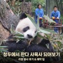 자이언트투어 | 중국 청두 자이언트 팬더 자원봉사 체험 일일 투어 솔직 후기와 예약 전 체크 포인트