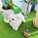 306 퍼피 이미지