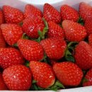 양재철농장 이미지