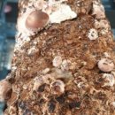 김미경농장 이미지