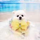 라라그루밍 이미지