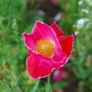 낙천그린농장 이미지