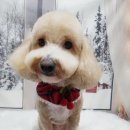 예쁘댕 이미지