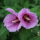 노고지리펜션 이미지