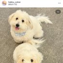 스위트 피피 이미지