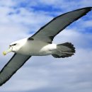 알바트로스(Albatrus)