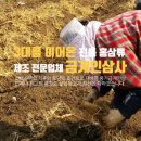 마이인삼사
