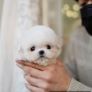 디디펫 수원강아지분양 이미지