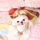 바닐라 퍼피 이미지