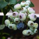 대구시 농업기술센터에서... 이미지