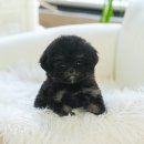 미유펫강아지고양이 - 수원시 장안구 정조로 970 | 미유펫강아지고양이