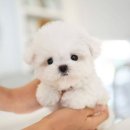 퍼피애견샵 | 동탄강아지 고민하다가 알게 된 화성애견 전문샵 클라씨퍼피 방문 후기