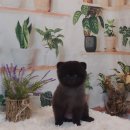 파라다이스펫 살롱 이미지