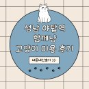페르시안캣 | 야탑역 함께냥 성남점 페르시안 고양이 무마취 미용 목욕 후기
