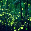 반딧불이 이미지