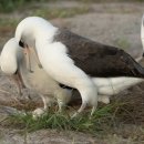 알바트로스 이미지