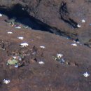 란사로테 이미지