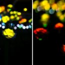 조이마루 이미지