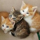 대미농장 이미지