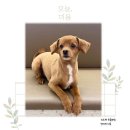 위드펫동물병원 이미지