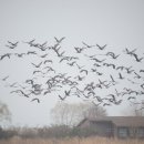 두루미로 이미지