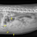 24시 청주이음동물의료센터 이미지