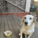 야옹아 멍멍해봐(신대점) 이미지