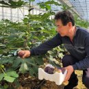 전라남도 농업기술원 과수연구소 이미지