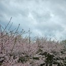 [여행] 제천 리솜 포레스트 레스트리 2박 3일 태교여행 후기