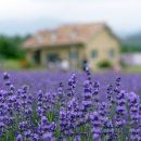 라벤다 이미지