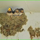 6일카센타 이미지