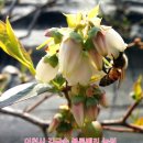 김금순농장 이미지