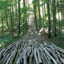 청송포레스트 이미지