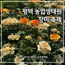 꽃보러가자 | 평택 농업생태원 6월 6일 꽃 개화 상황, 장미 축제 기대하고 가신다면? (솔직 후기)