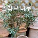 올리브나무