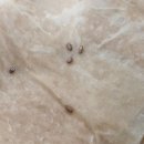 로즈마리 정원 이미지