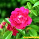 장미마트 - 원주시 자유시장길 11 | 장미마트