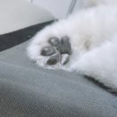 알팀도그