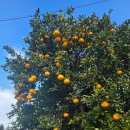 흙과나무의파도소리 | 제주 올레길 16코스 역방향 걷기