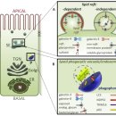 Re: Lysosome quality control in health and neurodegenerative diseases 2024! 이미지