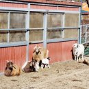 삼남매 염소농장 이미지